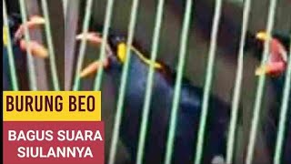 BURUNG BEO BAGUS SUARA SIULANNYA