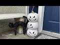 HALLOWEEN decoration with DOLLAR STORE pumpkins 🎃