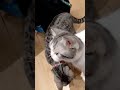 Catshorts Cutecat Catlovers Catshorts Catvideos