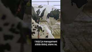 Doprovázení Krav Do Robota.