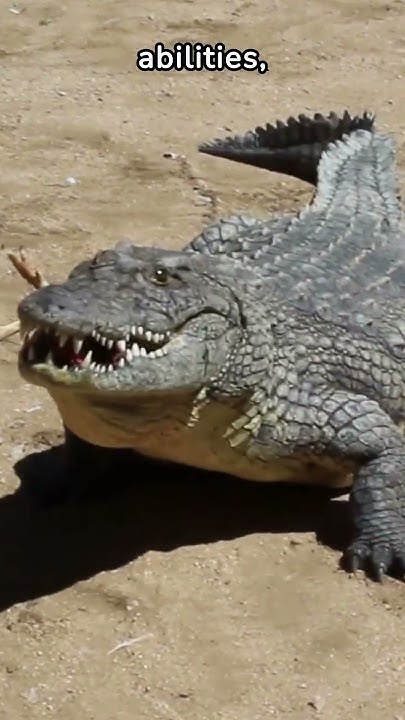 Amazing Crocodile Facts: 5 Fascinating Things About Crocodiles You Won