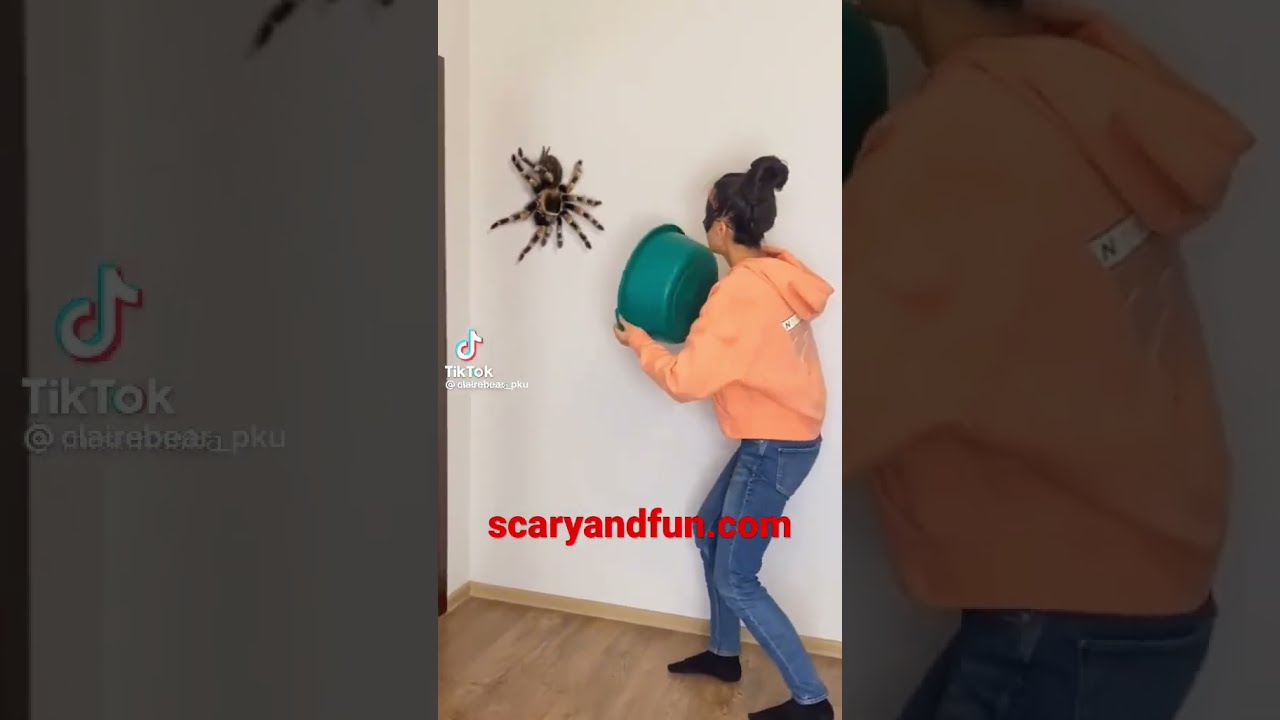 Spider Jumpscare 3 Wow