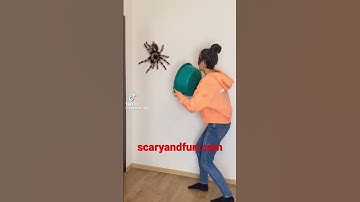 Spider Jumpscare 3 wow