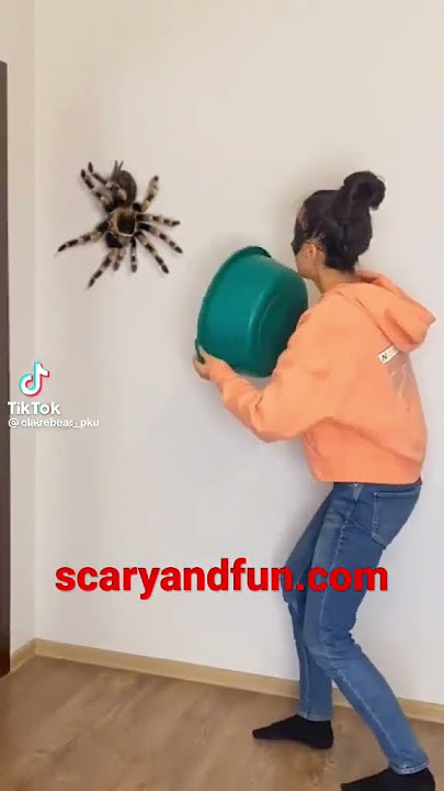 Spider Jumpscare 3 wow
