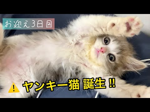 【生後２ヶ月】お迎え３日〜４日目。スコティッシュフォールドの子猫を撫でてみたら・・・？？