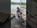 Kalsira kabutar #pigeon #pigeonlaver #bird #kabutar #pigeonbird