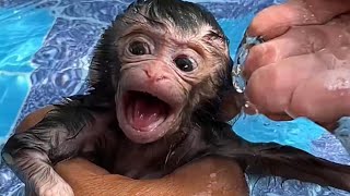 How to taking a bath to a little cutie baby monkey