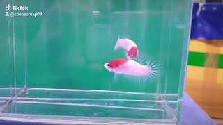 Betta Tancho Star đuôi hàng hiếm .