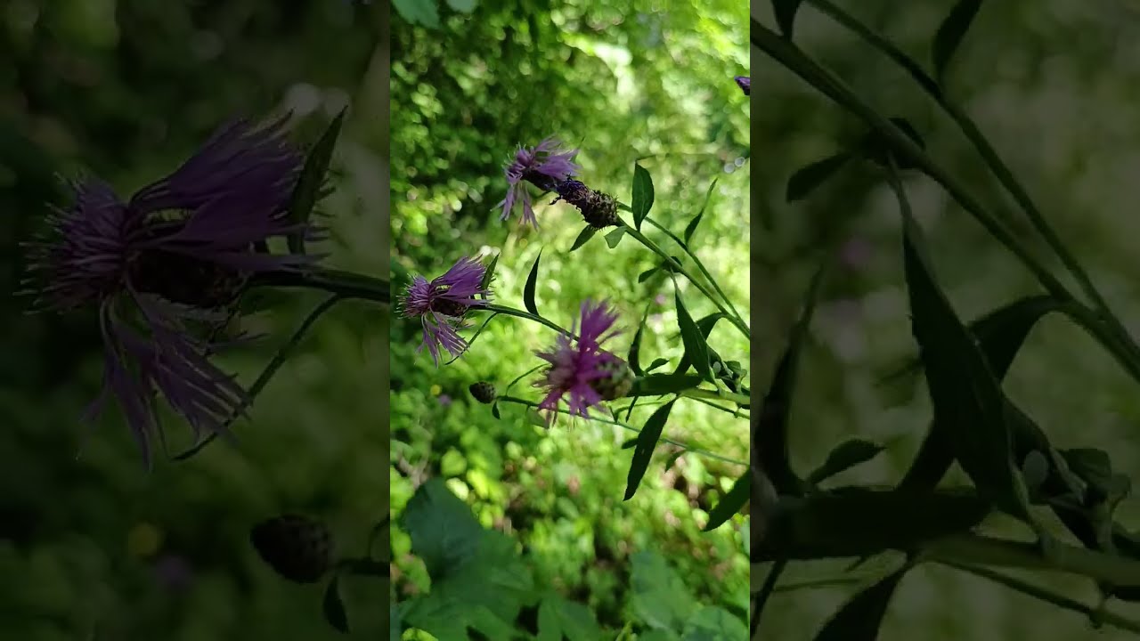 🌸✨ Spinning Through Wildflowers | Gentle Nature Motion | Pure Relaxation 🌿🌼