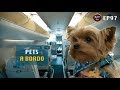 Gambar cover Animais a bordo. Como Embarcar no Avião com o Seu Pet?
