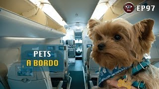 Animais a bordo. Como Embarcar no Avião com o Seu Pet?