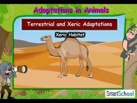 Class IV - Adaptations in Animals - YouTube