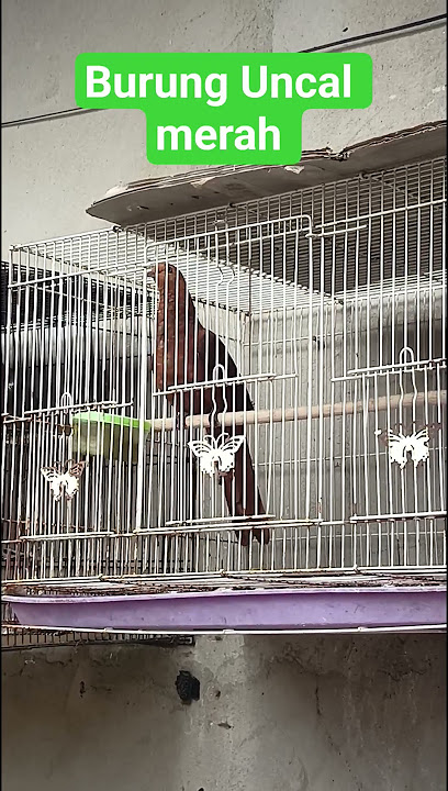 burung uncal merah selalu sehat #burung #fajarhobiburung #kungmania #kicaumania #uncalmerah