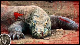 6 Animals That Will Easily Kill Komodo Dragon!