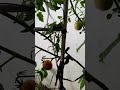 Wow that AmazingTomatoes in my little garden ##shortsvideo ##