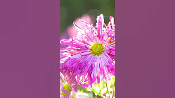 Beautiful Melody To Tears One Of The Best Love Songs Beautiful Music Sergey Grischuk 