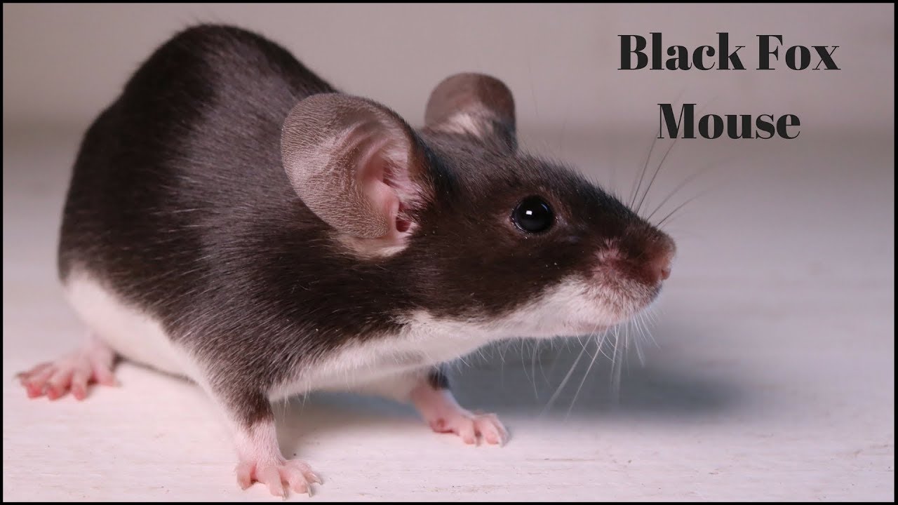 black fancy mouse