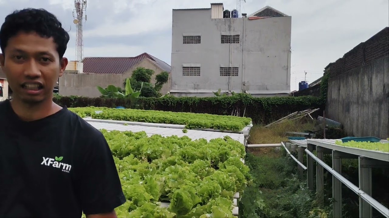 Update kebun selada tanpa atap di cuaca extrim panas membara