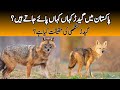Golden jackal  info and status of geedar animal in pakistan  wildlife of pakistan  jackal sound