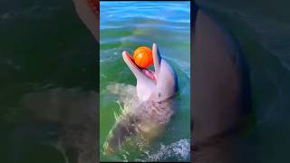 Why Do Dolphins  Like Humans #shorts