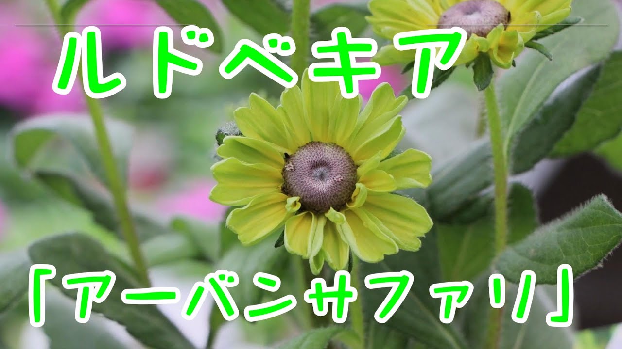 ルドベキア アーバンサファリ 品種紹介と管理方法（育て方） - YouTube
