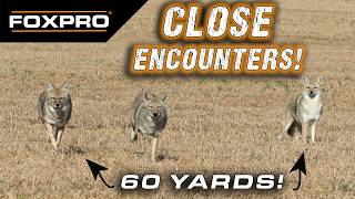 Close Encounters in Alberta - Coyote Hunting