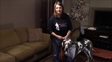 Prong Collars Part 2