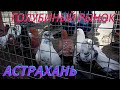 Голубиный рынок в Астрахани 23 05 21г