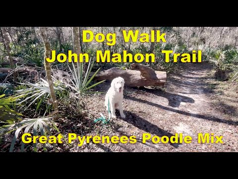 Dog Walk | John Mahon Trail