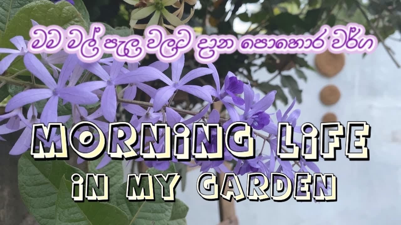 මල් පැල වලට දාන පොහොර ගැන මම දන්න හැමදේම🏡🪴Morning Garden Time🥰How to fertilize Home garden🤩Day vlog