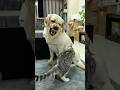 Funny cats and dogs that will make you laugh to tears. 😂 #funnycats #funnydogs #petlovers #shorts