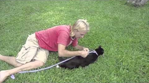 Fergus the Tuxedo Cat tries walking with a leash