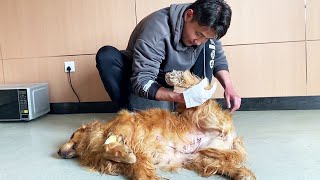 The Golden Retriever With Tumor Could Not Take A Bath After Surgery, So Dayao Scrubbed It by Paw Shelter 1,520 views 2 weeks ago 8 minutes, 33 seconds