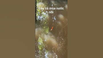 Câu cá rô đồng mùa nước nổi gặp cá thủy quái sùi tim #cauca #caucarodong