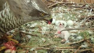Erstfütterung eines Habichtskükens Teil I // First feeding of a goshawk chick