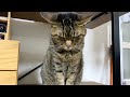 【ご報告】今まで猫に噛まれていたのは全部ヤラセでした