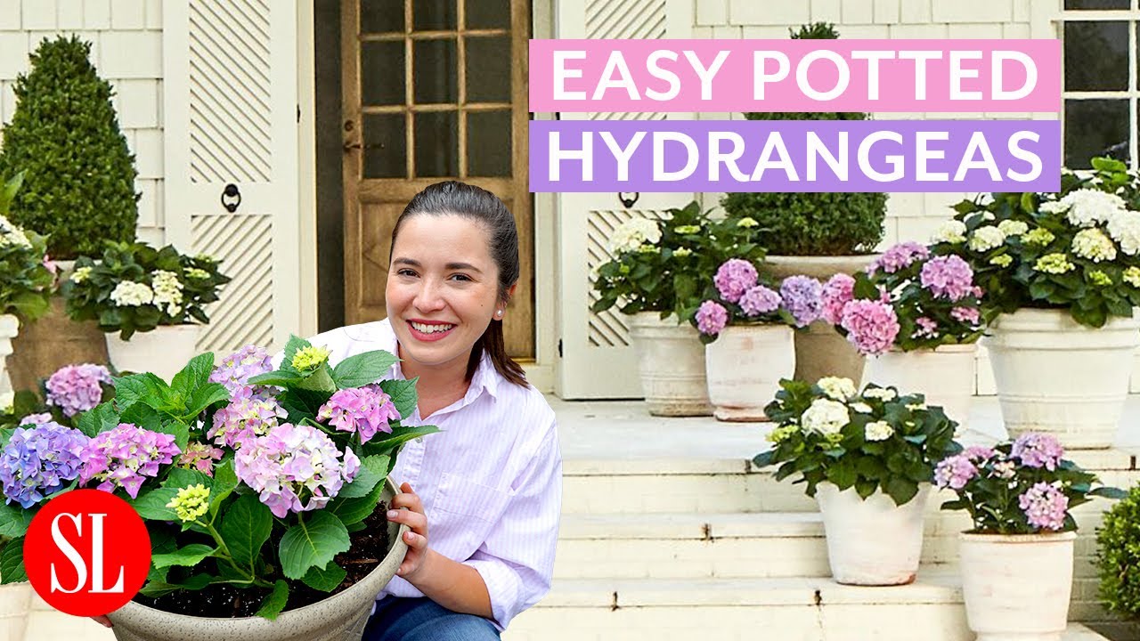 Try These Potted Hydrangeas for an Easy Curb Appeal Refresh | Hey Y'all