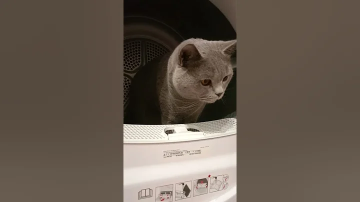 Watch the video about Figaro w pralce😹 #funnysubscribe #britishshorthair #cat #cute #funny #pets