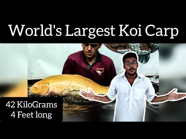😱-World'S Largest Koi Carp -Big Girl-42 Kilograms-4 Feet-Eshwar Gandhi -  Youtube