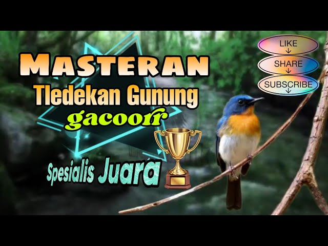 Masteran Tledekan Gunung gacor spesialis juara class=