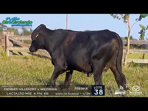 LOTE 38