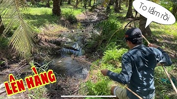 CÂU CÁ LÓC BẰNG VỊT GẶP Ổ TRỨNG VÀNG VÀ CÁI KẾT || NDK Vlogs