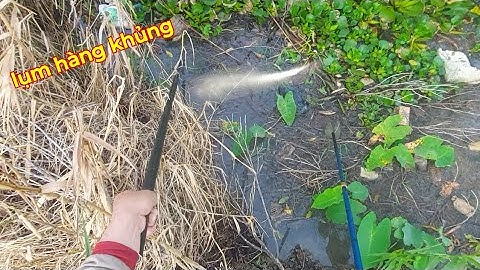 Kích cá con nước lớn lúc 5 giờ sáng dính toàn cá ngon | kích cá miền tây 