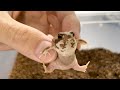 わらび餅の妖精をひっ捕らえました。【アメフクラガエル】