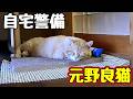 本気で警備する様です【元野良猫】【野良猫】