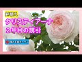 鉢植えクリスティアーナの誘引(3種類)