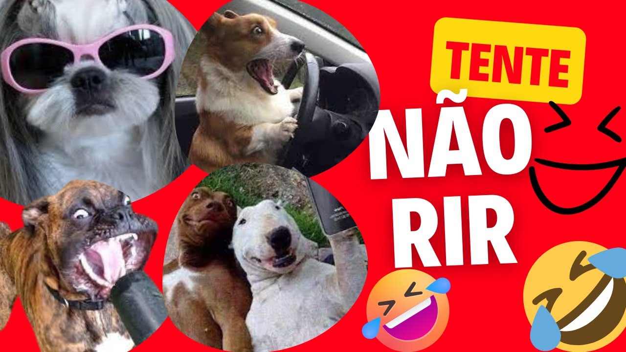 OS CACHORROS MAIS ENGRAÇADOS DA INTERNET! CHORE DE RIR 