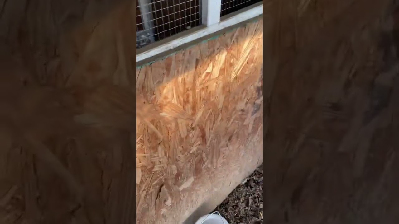 How to prevent frost bite in chickens…