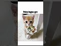 shararat #asthatic #cat #funny #status #comedy #catvideos #funnycat #shorts #viral #ytshorts #youシ