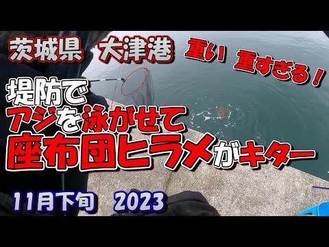 茨城県　大津港　サビキ釣り　11月下旬　堤防でアジを泳がせて座布団ヒラメを釣った日　2023　(飲ませ釣り)　ヒラメ70ｃｍ
